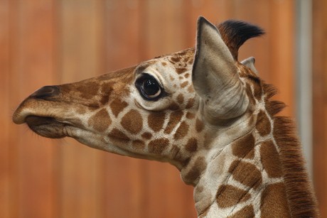giraffen