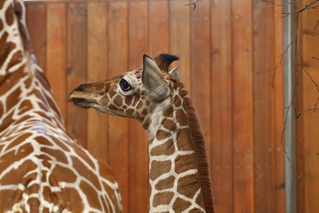 giraffen