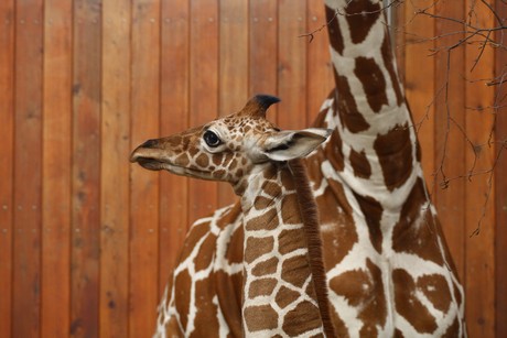 giraffen