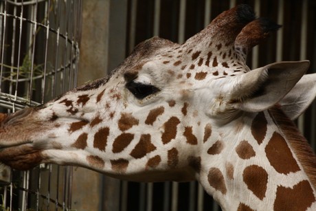 giraffen