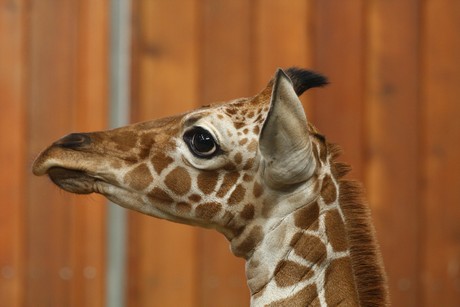 giraffen