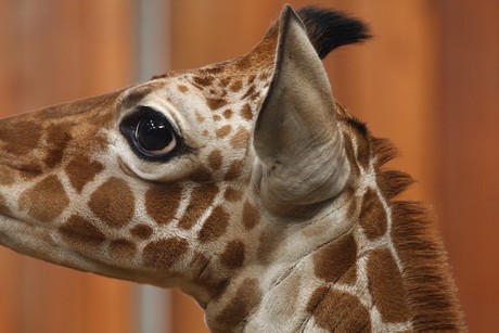 giraffen