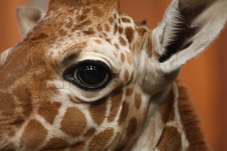 giraffen
