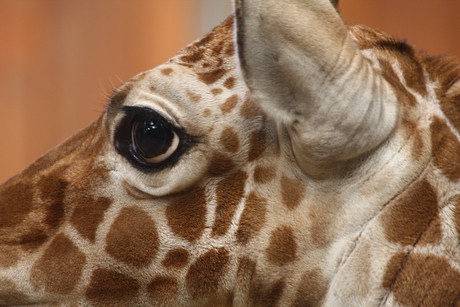 giraffen