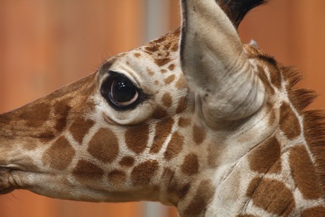 giraffen