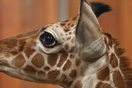 giraffen