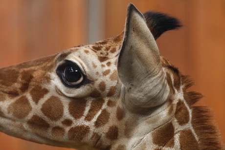 giraffen