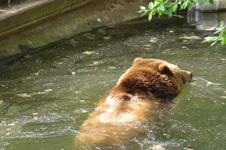 grizzlybaer