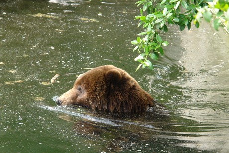grizzlybaer