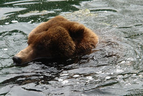 grizzlybaer