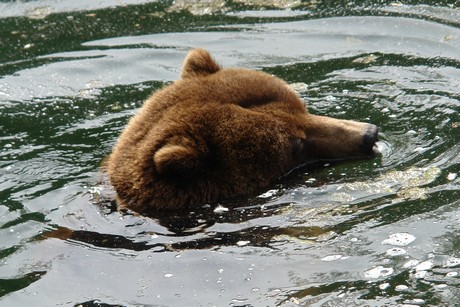 grizzlybaer