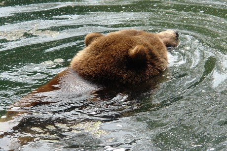grizzlybaer