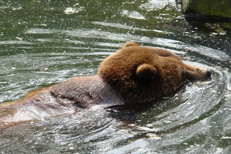 grizzlybaer