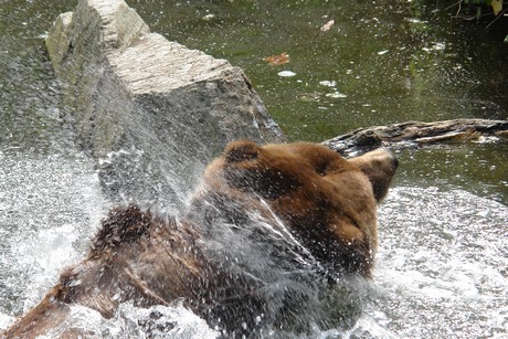 grizzlybaer
