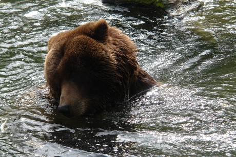 grizzlybaer