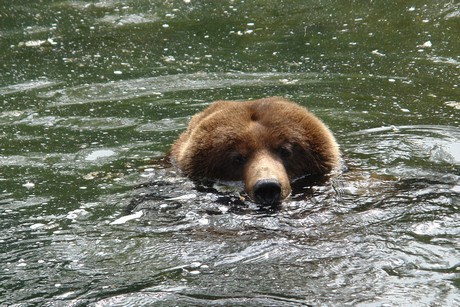 grizzlybaer