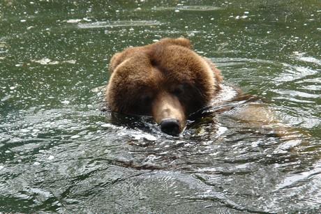 grizzlybaer