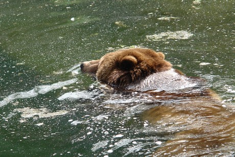 grizzlybaer