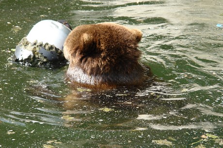 grizzlybaer