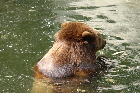 grizzlybaer