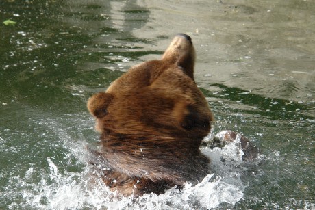 grizzlybaer