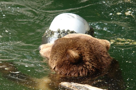 grizzlybaer