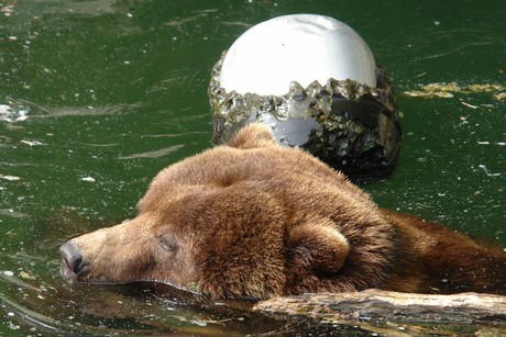grizzlybaer