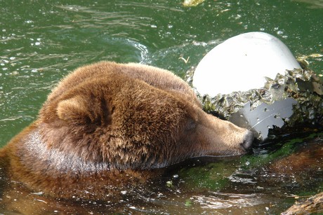grizzlybaer