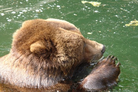 grizzlybaer