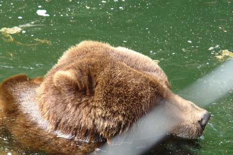 grizzlybaer