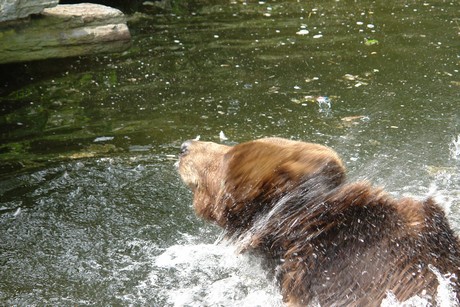 grizzlybaer