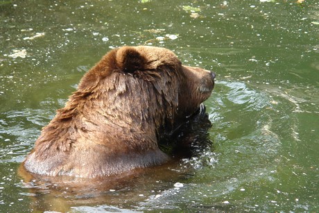 grizzlybaer