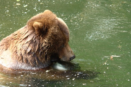 grizzlybaer
