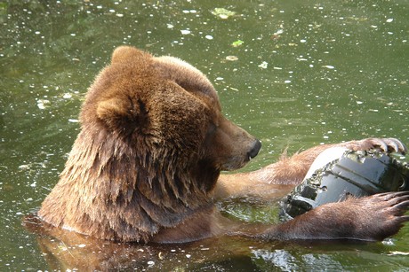 grizzlybaer