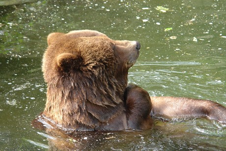 grizzlybaer