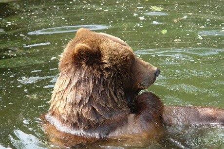 grizzlybaer