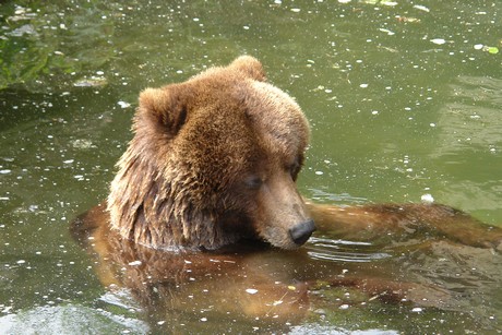 grizzlybaer