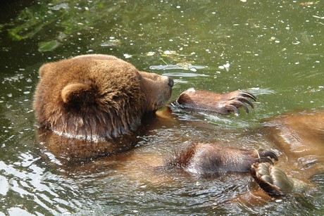 grizzlybaer