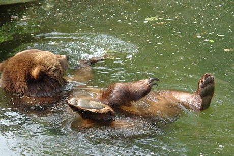 grizzlybaer