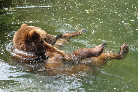 grizzlybaer