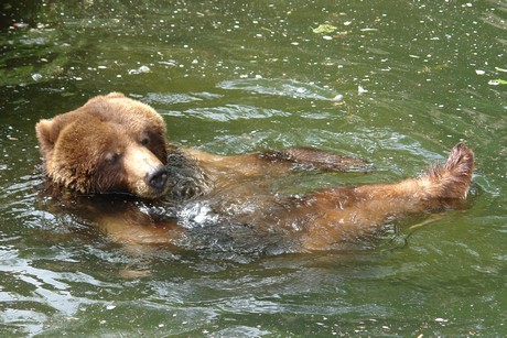grizzlybaer