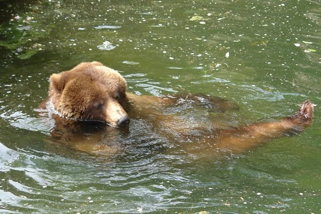grizzlybaer