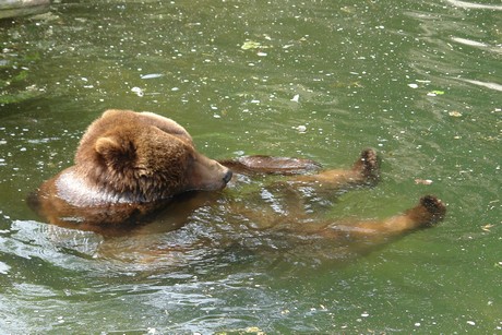 grizzlybaer