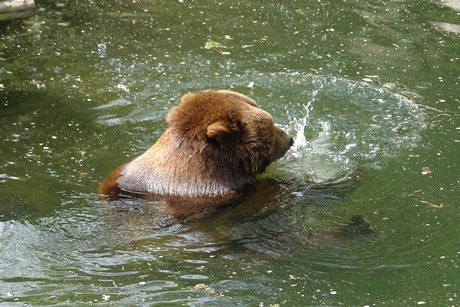 grizzlybaer