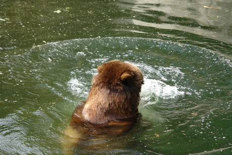 grizzlybaer