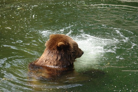 grizzlybaer