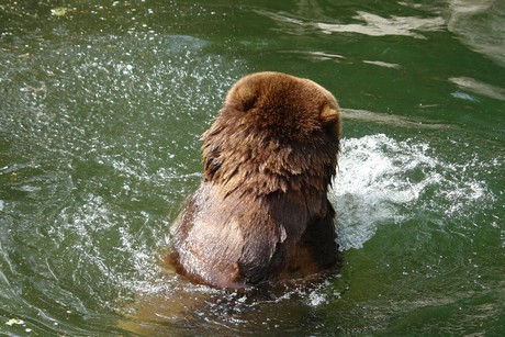 grizzlybaer