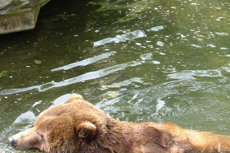 grizzlybaer