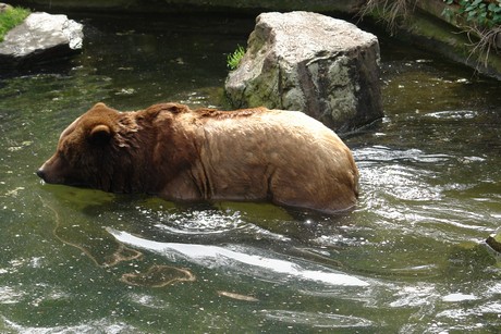grizzlybaer