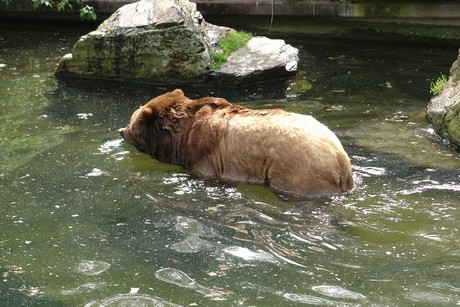 grizzlybaer